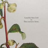 Botanical Tea tree poster