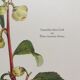 Affiche botanique Théier