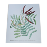 Botanical illustration