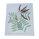 Illustration botanique