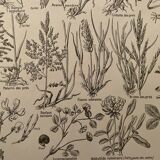 Lithograph on flowers and meadow flowers - 1920