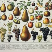 Engraving • Fruits from our regions, varieties • Original and vintage poster from 1898