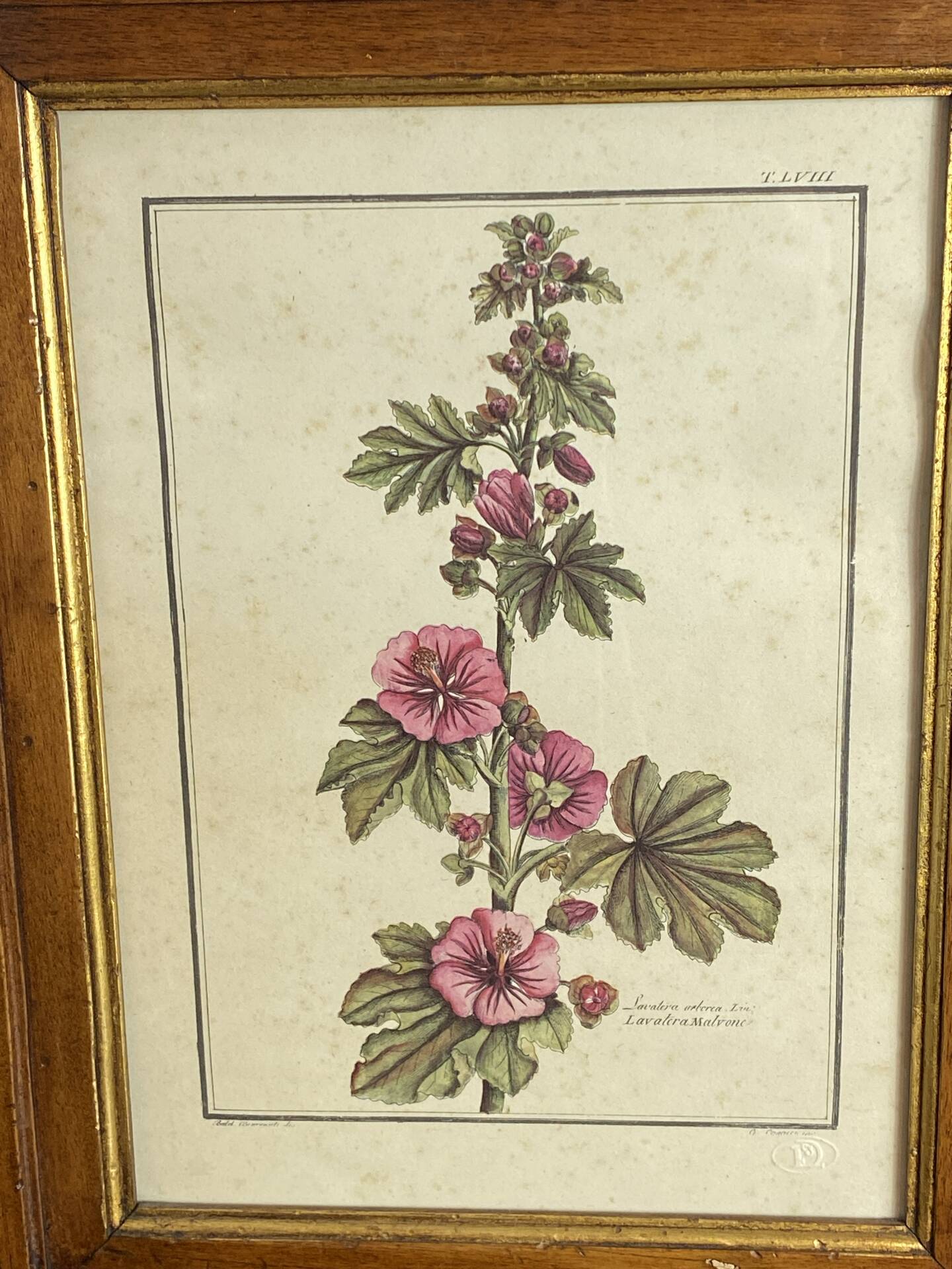 Botanical engraving of Lavatera Malvone