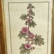 Botanical engraving of Lavatera Malvone