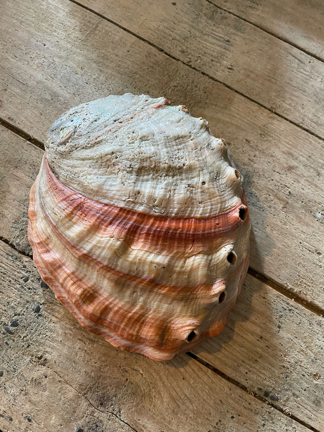 Coquille d'abalone coquille de nacre