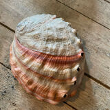 Coquille d'abalone coquille de nacre