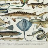 Gravure ancienne 1898, Poissons 2, animaux marins • Lithographie originale et vintage