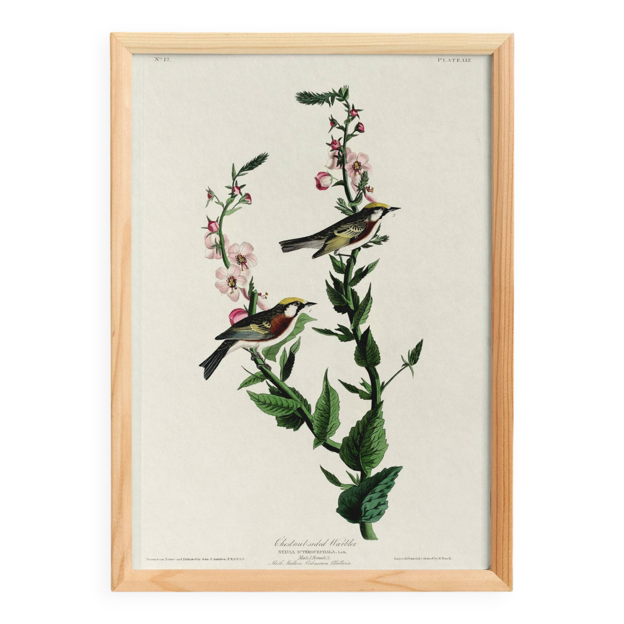 Affiche sur la Paruline à flancs marron, d’après une gravure ancienne de 18