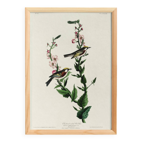 Affiche sur la Paruline à flancs marron, d’après une gravure ancienne de 18