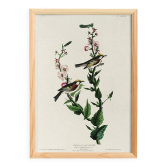 Poster for the Brown-sided Warbler, after an old engraving from 18