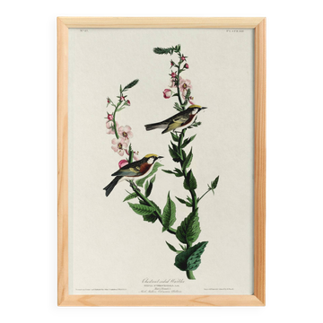 Poster for the Brown-sided Warbler, after an old engraving from 18