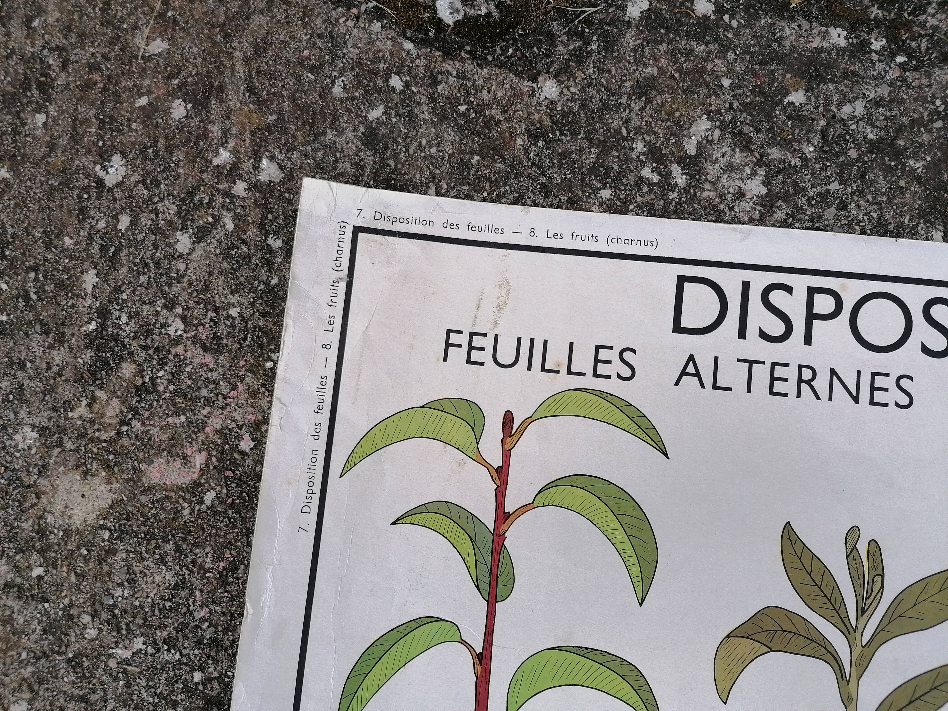 Rossignol educational poster: "Arrangement of leaves and fruits".