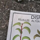 Rossignol educational poster: "Arrangement of leaves and fruits".