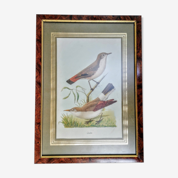 Ancienne affiche éducative d'oiseau représentant un géositte à ailes rousses