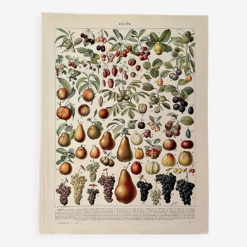 Lithographie sur les fruits - 1930