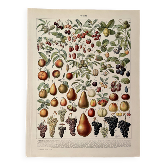 Lithographie sur les fruits - 1930