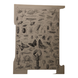 Original lithograph on arthropods