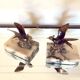 Paire de serre livres oiseaux art deco