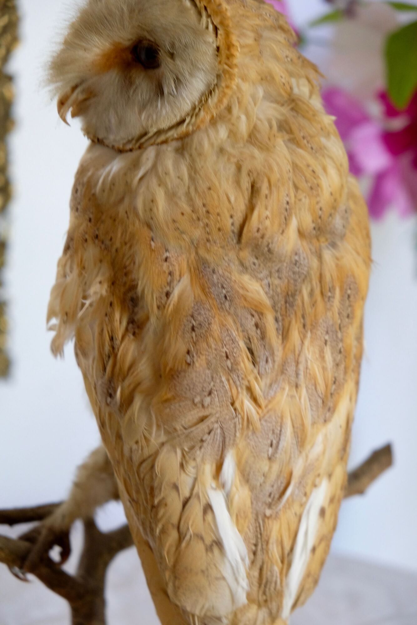 Taxidermy owl owl naturalized from the 70s