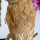 Taxidermy owl owl naturalized from the 70s