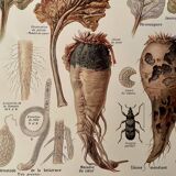 Lithograph on the diseases and enemies of beet from 1921
