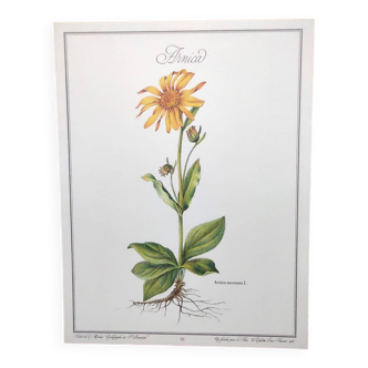 Botanical poster