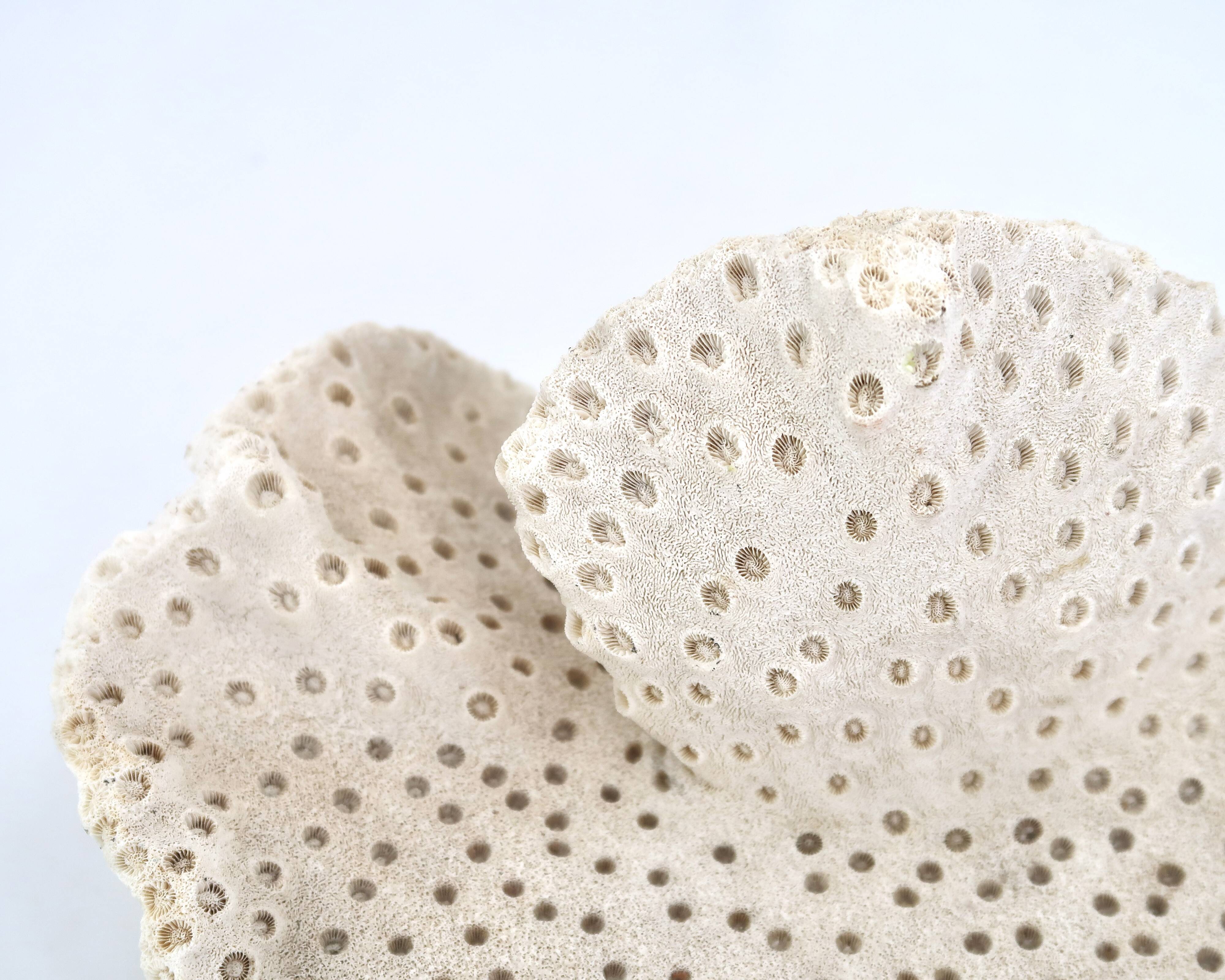 Vintage natural white coral, curiosity cabinet, 1970s