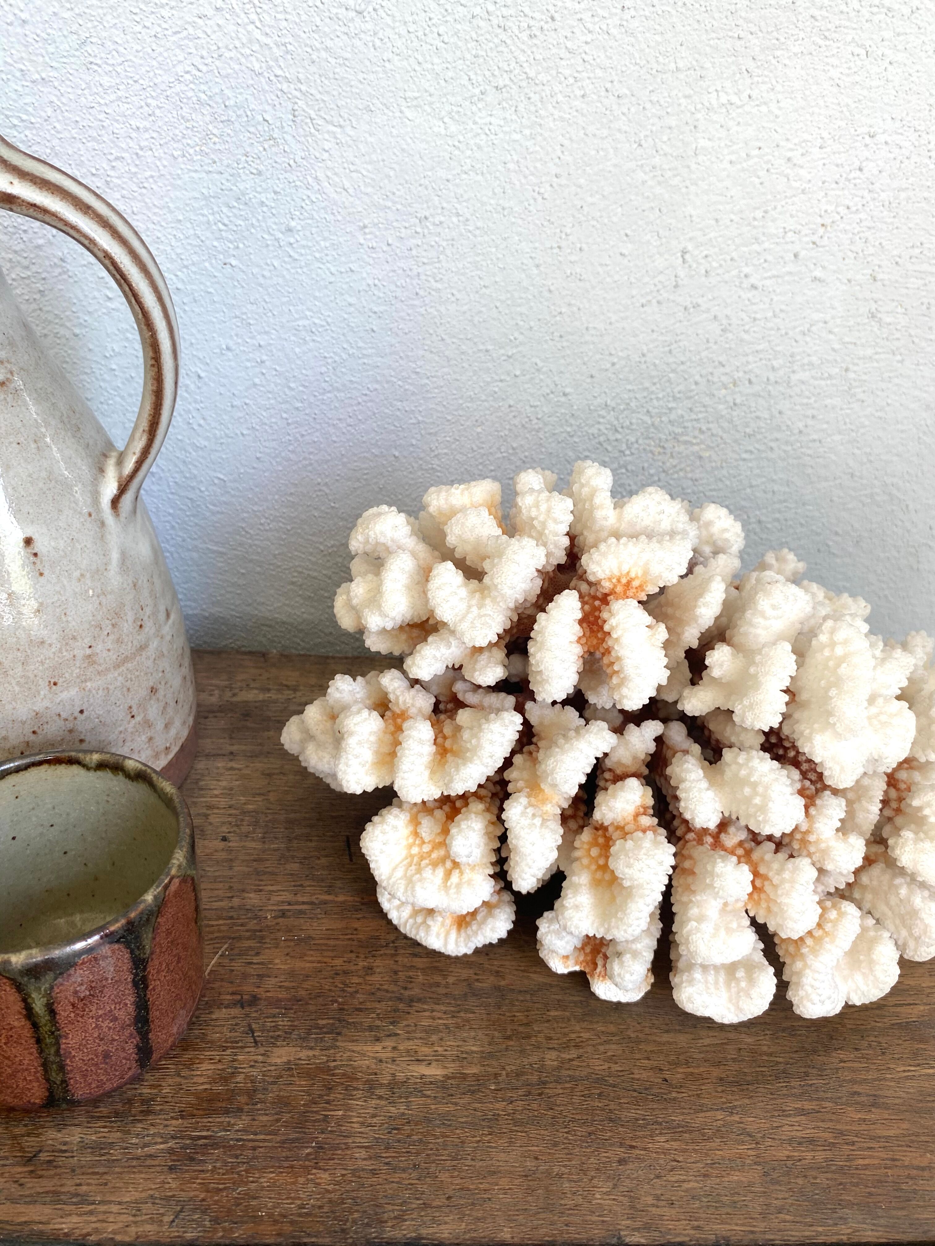 Coral XXL on its foot