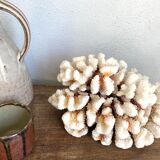 Coral XXL on its foot