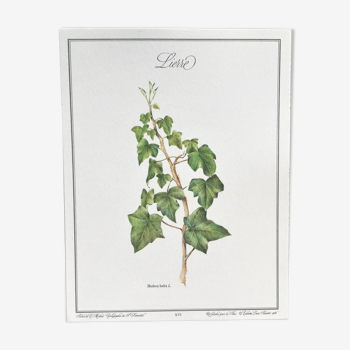 Botanical plank ivy