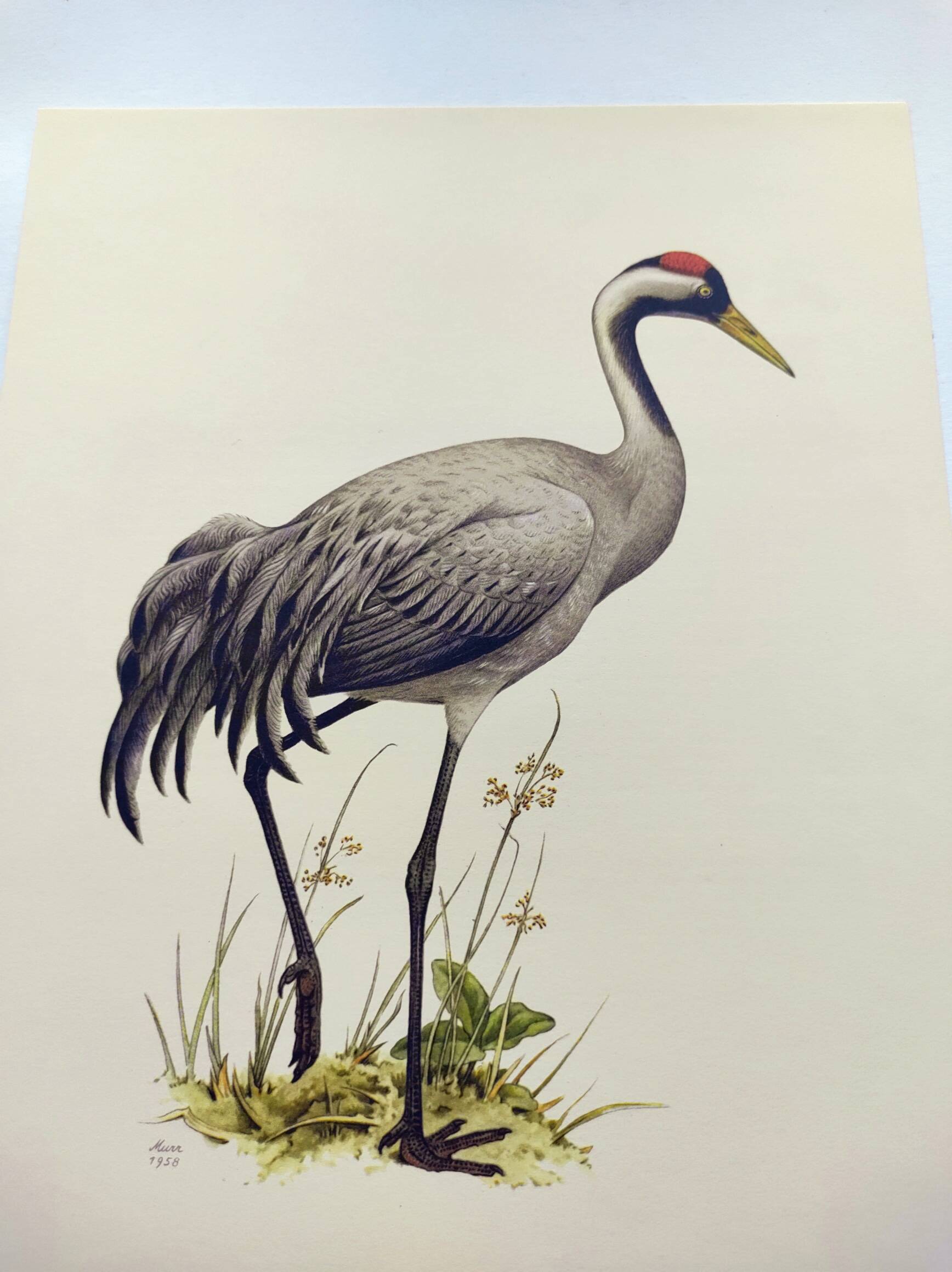 Old bird plate from the 1960s - Common Crane - Vintage illustration