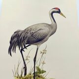 Old bird plate from the 1960s - Common Crane - Vintage illustration