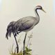 Old bird plate from the 1960s - Common Crane - Vintage illustration