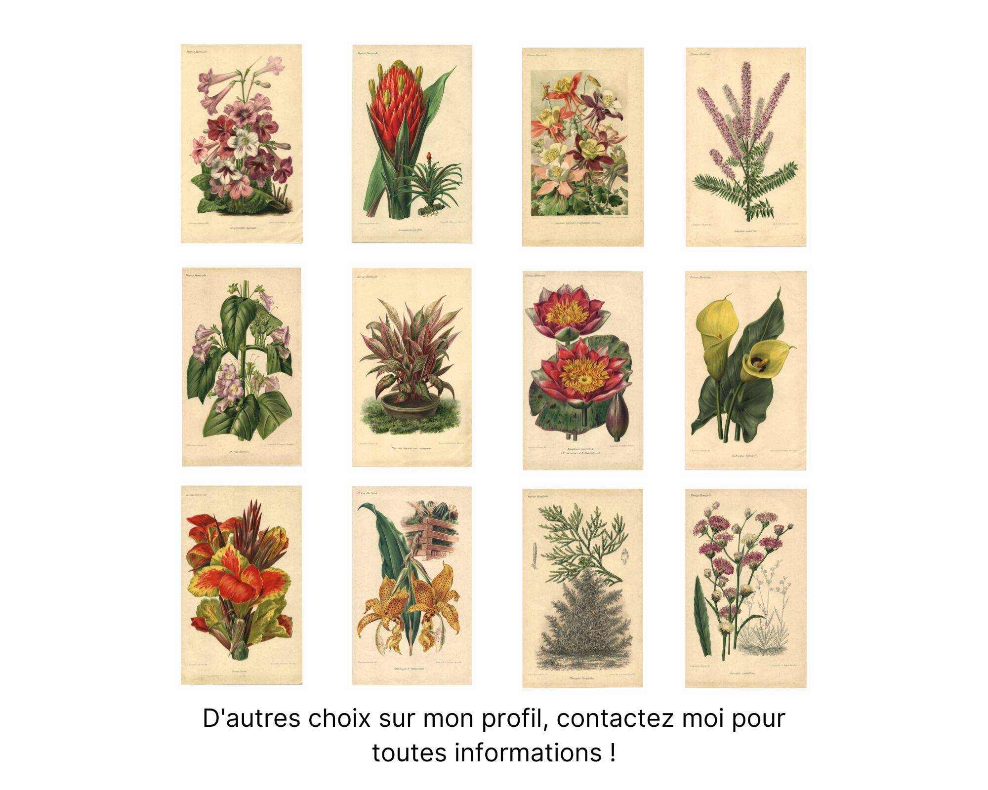 Botanical engraving from 1896 by L. Descamps-Sabouret • Angraecum de Fournier