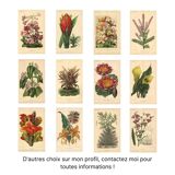 Botanical engraving from 1896 by L. Descamps-Sabouret • Angraecum de Fournier