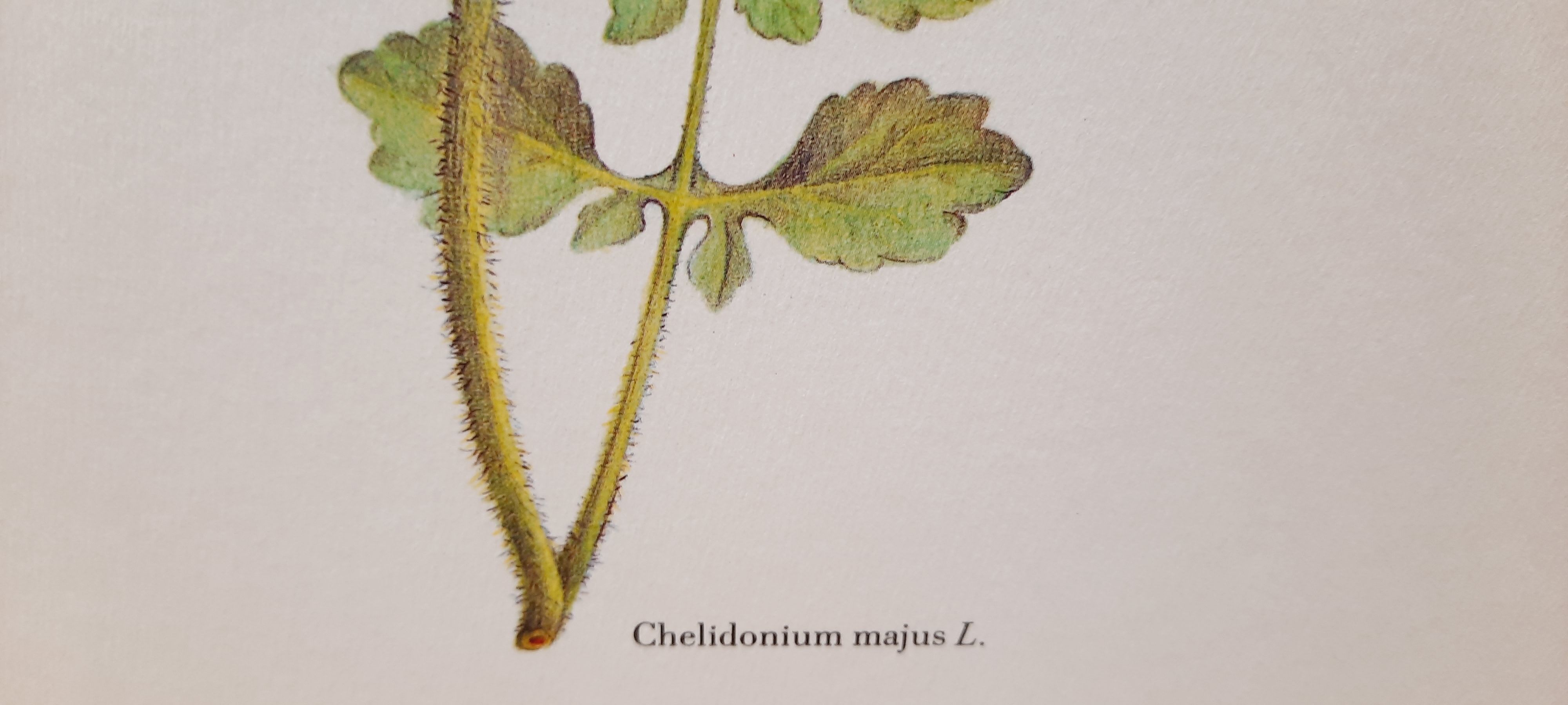 Botanical plate Chelidoine