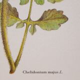 Botanical plate Chelidoine