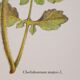 Botanical plate Chelidoine