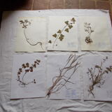 Ensemble de 6 planches d'herbier
