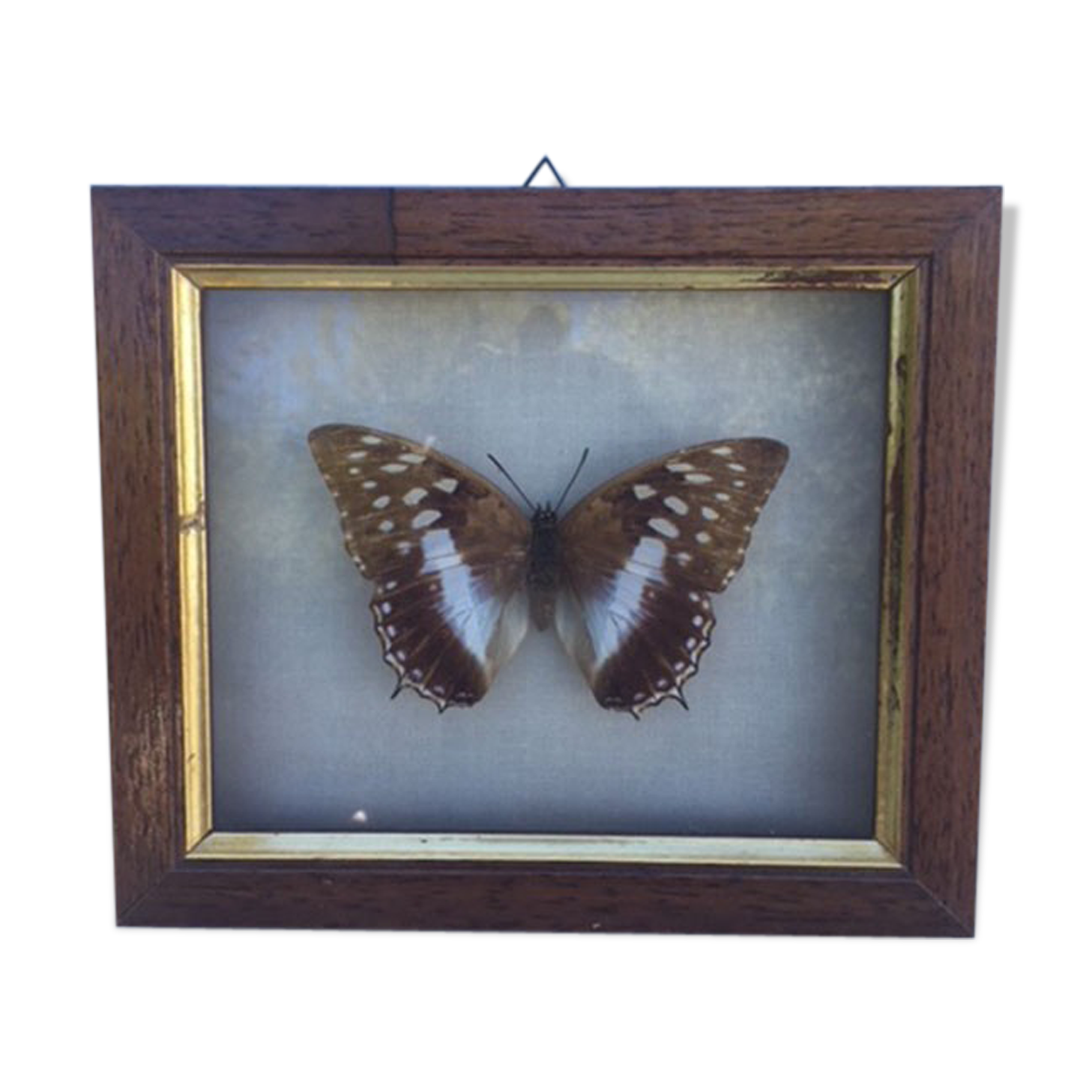 Butterfly frame