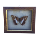 Butterfly frame