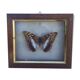 Butterfly frame