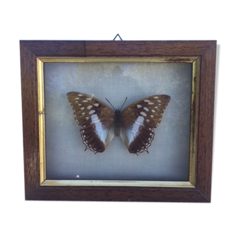 Butterfly frame