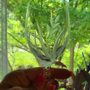 10 Verres A Vin Cristal D'Arques Modèle Fleury Taillé Flamépis
