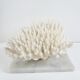 Coral on marble base