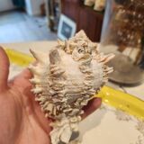 Murex shell
