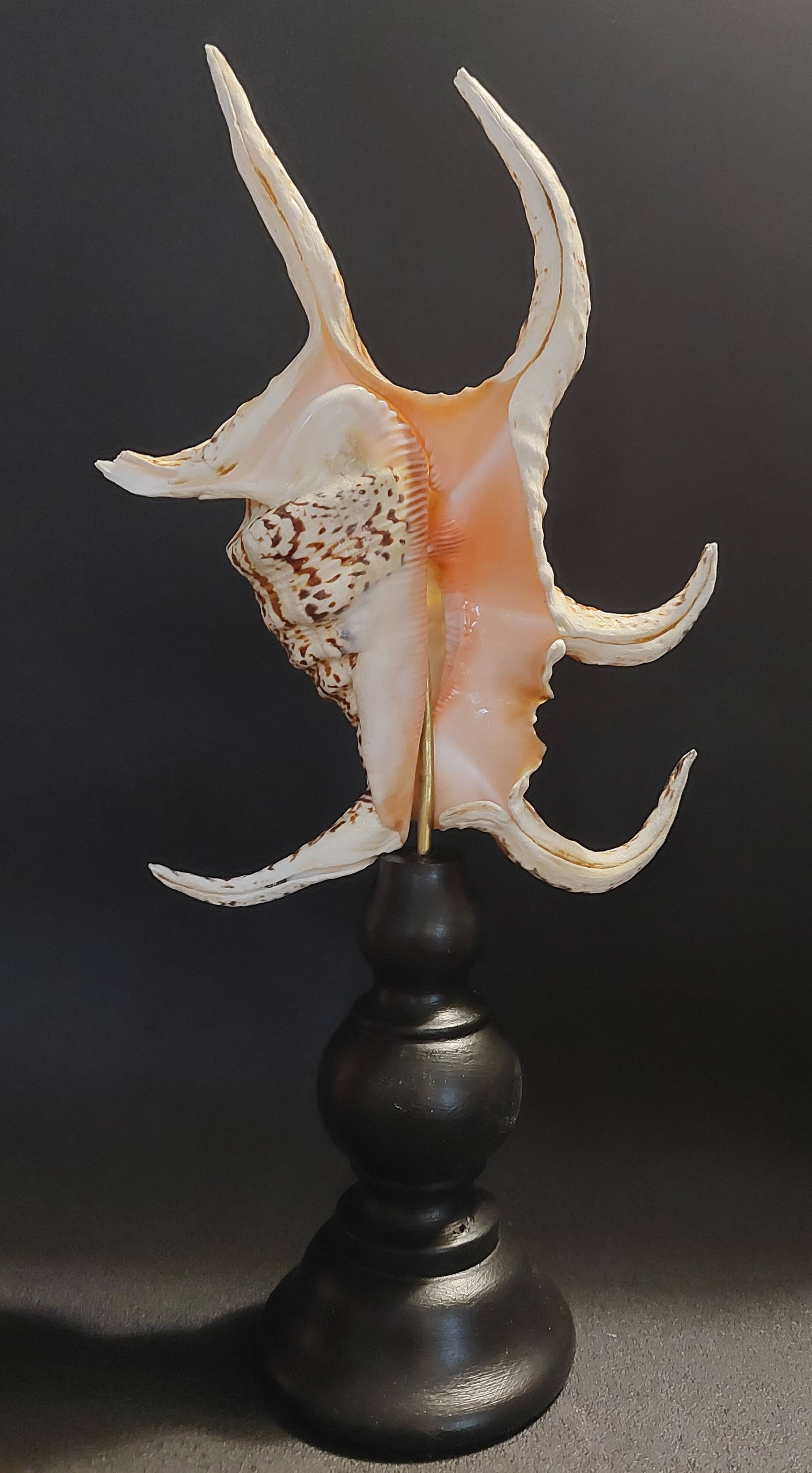 Cabinet of Curiosities with a harpago chiragra shell on a base.