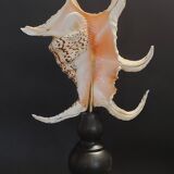 Cabinet of Curiosities with a harpago chiragra shell on a base.