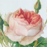 Lithographies Pierre-Joseph Redouté