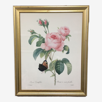 P.J. frame Rosa Centifolia